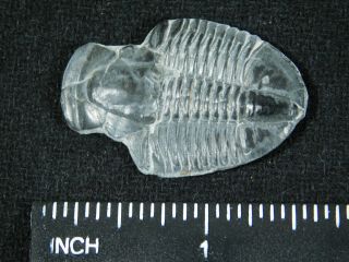 A 100 Natural 500 Million Year Old Asaphiscus Trilobite Fossil Utah 5.  67 3