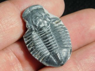 A 100 Natural 500 Million Year Old Asaphiscus Trilobite Fossil Utah 6.  54
