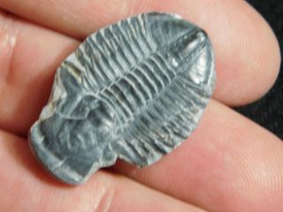 A 100 Natural 500 Million Year Old Asaphiscus Trilobite Fossil Utah 6.  54 2