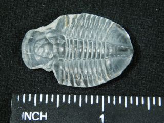 A 100 Natural 500 Million Year Old Asaphiscus Trilobite Fossil Utah 6.  54 3