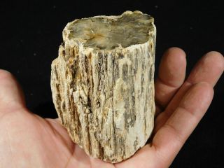 Perfect BARK A Larger Polished Petrified Wood ROLLER Fossil Madagascar 646gr 2