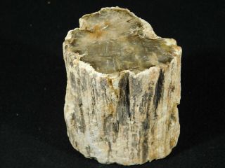 Perfect BARK A Larger Polished Petrified Wood ROLLER Fossil Madagascar 646gr 3