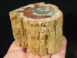 A Cut and Polished Petrified Wood Fossil From Madagascar 299gr 2
