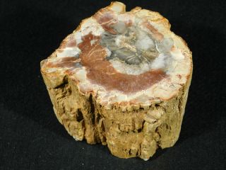 A Cut and Polished Petrified Wood Fossil From Madagascar 299gr 3