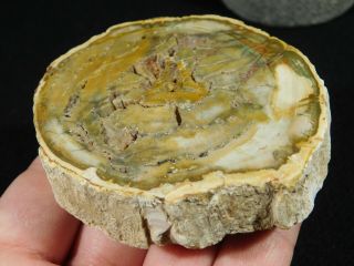 A Cut and Polished Petrified Wood ROLLER Fossil From Madagascar 189gr 2