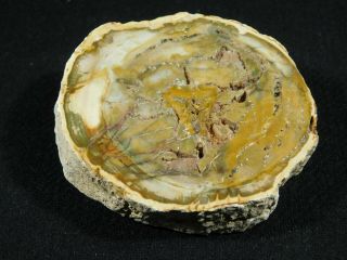 A Cut and Polished Petrified Wood ROLLER Fossil From Madagascar 189gr 3