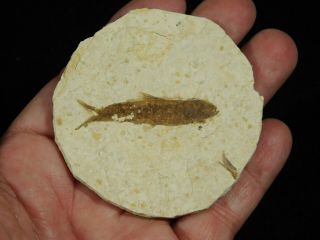 A Small Restored 53 Million Year Old Knightia Fish Fossil From Wyoming 34.  6gr