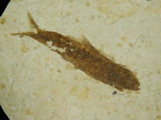 A Small Restored 53 Million Year Old Knightia Fish Fossil From Wyoming 34.  6gr 2