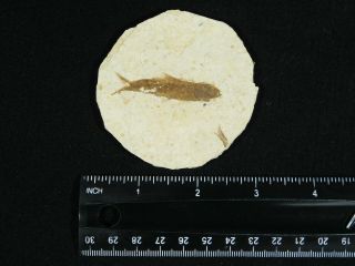 A Small Restored 53 Million Year Old Knightia Fish Fossil From Wyoming 34.  6gr 3