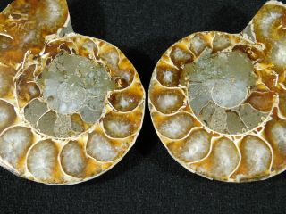 A Small 120 Million Year Old Cut and Polished Split Ammonite Fossil 89.  5gr 3