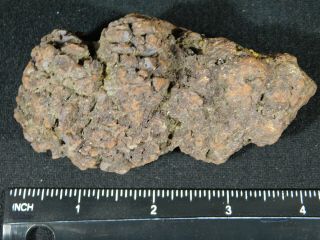 A Big 100 Natural Crocodile or Turtle Coprolite Fossil from Madagascar 273gr 3