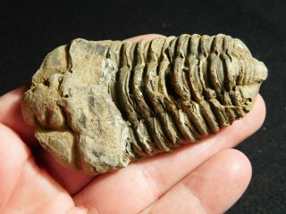 A Big Natural 400 Million Year Old Trilobite Fossil Found In Morocco 75.  6gr