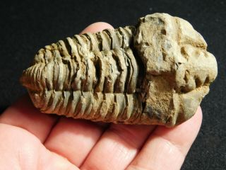 A Big Natural 400 Million Year Old Trilobite Fossil Found in Morocco 75.  6gr 2