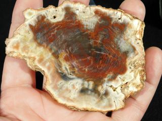 A Polished 211 Million Year OLD Petrified Wood Fossil Slab Madagascar 105gr 2