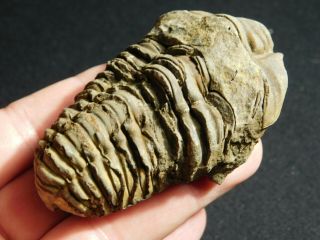 A Big Natural 400 Million Year Old Trilobite Fossil Found In Morocco 91.  7gr