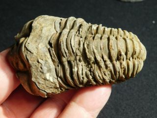 A Big Natural 400 Million Year Old Trilobite Fossil Found in Morocco 91.  7gr 2