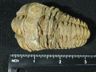 A Big Natural 400 Million Year Old Trilobite Fossil Found in Morocco 91.  7gr 3
