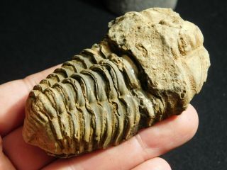 A Big Natural 400 Million Year Old Trilobite Fossil Found In Morocco 97.  4gr