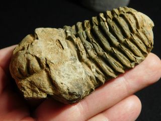 A Big Natural 400 Million Year Old Trilobite Fossil Found in Morocco 97.  4gr 2