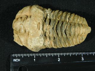 A Big Natural 400 Million Year Old Trilobite Fossil Found in Morocco 97.  4gr 3
