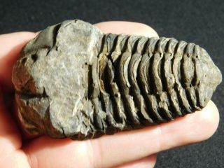 A Big Natural 400 Million Year Old Trilobite Fossil Found In Morocco 74.  7gr