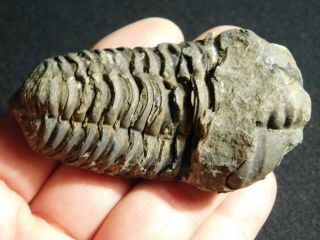 A Big Natural 400 Million Year Old Trilobite Fossil Found in Morocco 74.  7gr 2