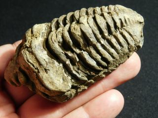 A Big Natural 400 Million Year Old Trilobite Fossil Found In Morocco 108gr