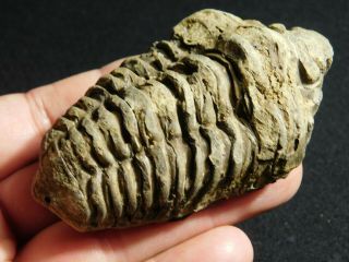 A Big Natural 400 Million Year Old Trilobite Fossil Found in Morocco 108gr 2