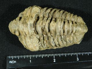 A Big Natural 400 Million Year Old Trilobite Fossil Found in Morocco 108gr 3
