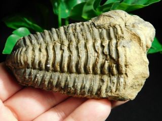 A Big Natural Flexicalymene sp.  Trilobite Fossil Found in Morocco 120gr 2
