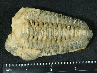 A Big Natural Flexicalymene sp.  Trilobite Fossil Found in Morocco 120gr 3