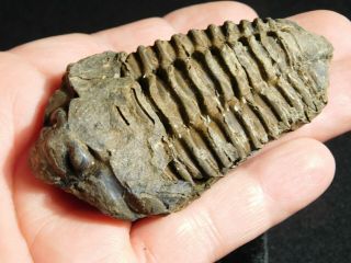A Big Natural 400 Million Year Old Trilobite Fossil Found in Morocco 93.  7gr 2
