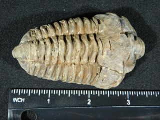 A Big Natural 400 Million Year Old Trilobite Fossil Found in Morocco 93.  7gr 3