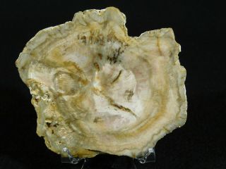 A Polished 211 Million Year OLD Petrified Wood Fossil Slab Madagascar 104gr 2