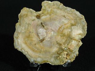 A Polished 211 Million Year OLD Petrified Wood Fossil Slab Madagascar 104gr 3