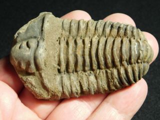A Big Natural Flexicalymene sp.  Trilobite Fossil Found in Morocco 89.  2gr 2