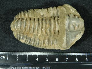 A Big Natural Flexicalymene sp.  Trilobite Fossil Found in Morocco 89.  2gr 3
