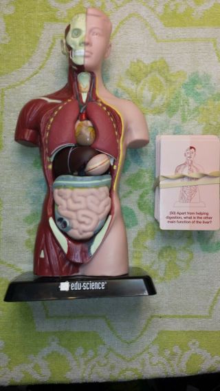 Edu Science Anatomy Of The Human Body Model With Q & A Cards Very Neat