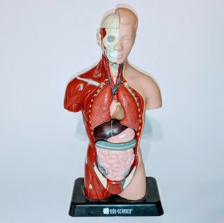 Human Body Learning Edu.  Science Anatomy 10 In.  Model Kit Medical Education