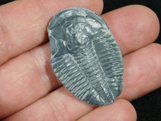 A 100 Natural Asaphiscus Wheeleri Trilobite Fossil Found In Utah 2.  14