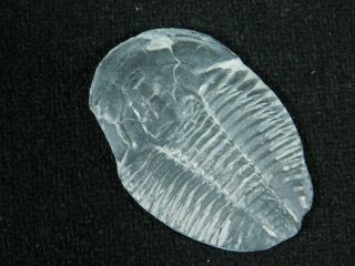 A 100 Natural Asaphiscus Wheeleri Trilobite Fossil Found in Utah 2.  14 2