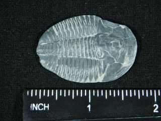 A 100 Natural Asaphiscus Wheeleri Trilobite Fossil Found in Utah 2.  14 3