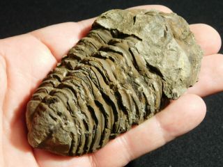 A Big Natural Flexicalymene sp.  Trilobite Fossil Found in Morocco 115gr 2