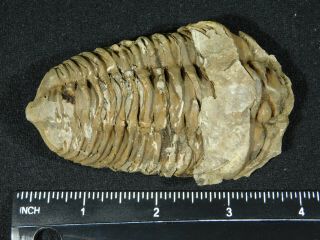 A Big Natural Flexicalymene sp.  Trilobite Fossil Found in Morocco 115gr 3