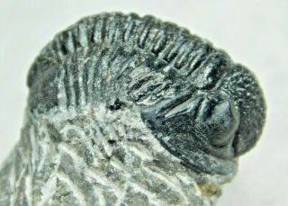 A & 100 Natural Gerastos Granulosus Trilobite Fossil Morocco 18.  3gr