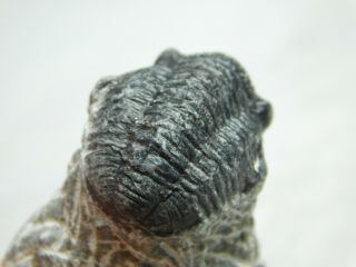 A & 100 NATURAL Gerastos Granulosus Trilobite Fossil Morocco 18.  3gr 2