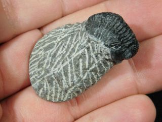 A & 100 NATURAL Gerastos Granulosus Trilobite Fossil Morocco 18.  3gr 3
