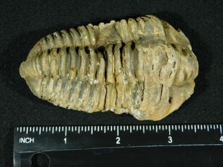A Big Natural Flexicalymene sp.  Trilobite Fossil Found in Morocco 103gr 3