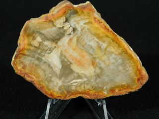 A Polished 211 Million Year OLD Petrified Wood Fossil Slab Madagascar 44.  2gr 2