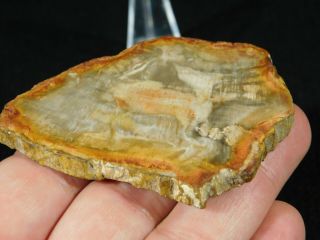 A Polished 211 Million Year OLD Petrified Wood Fossil Slab Madagascar 44.  2gr 3